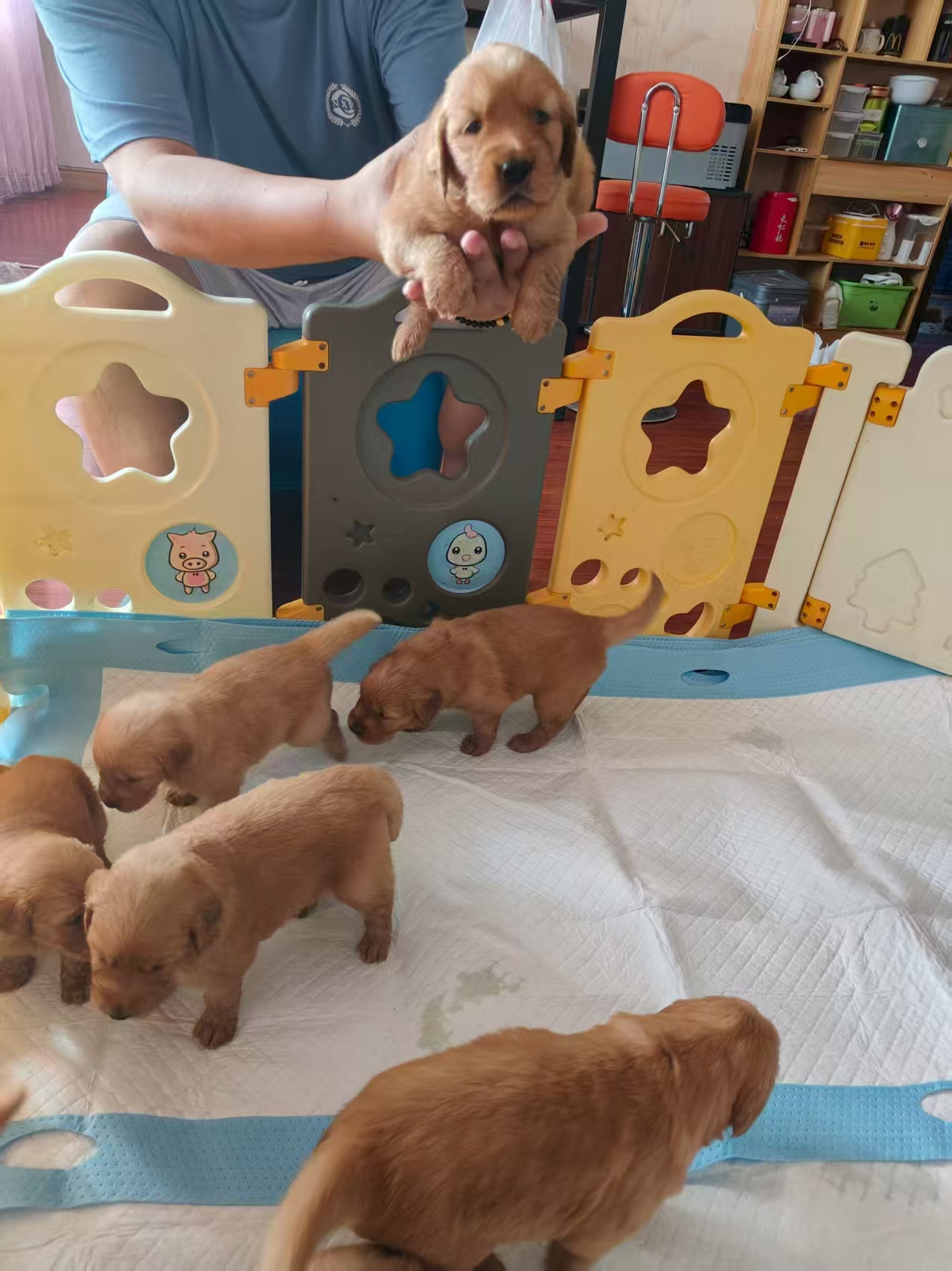 自己养纯种金毛巡回犬，乖巧可爱